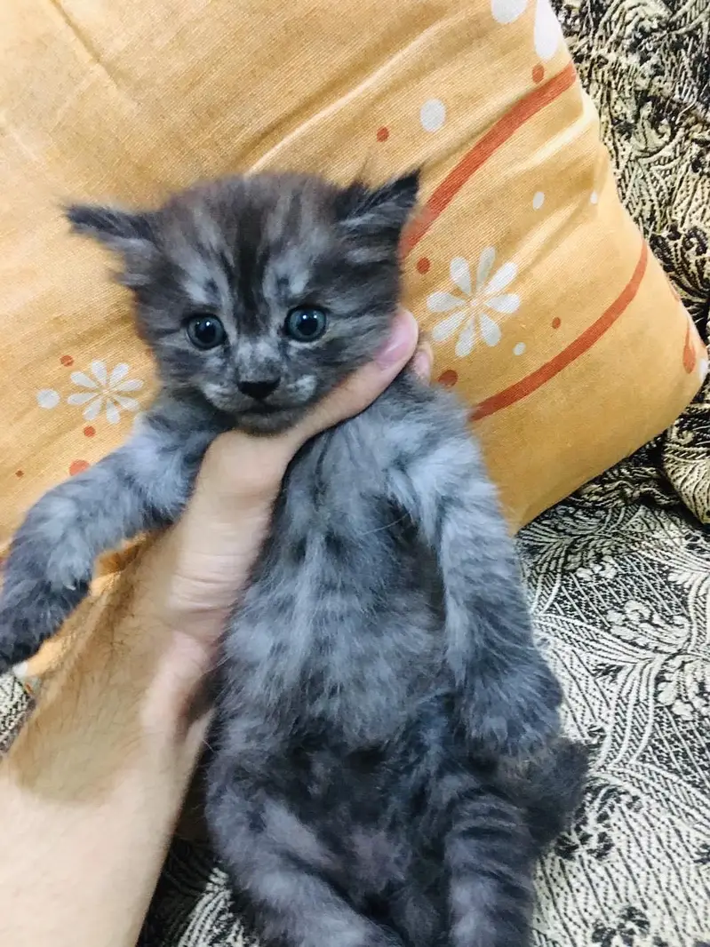Persian kittens — photo 8