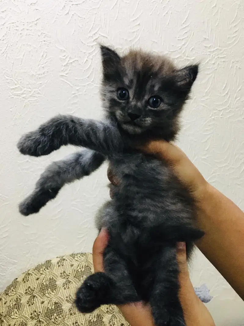 Persian kittens — photo 9