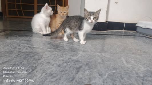 cat for sale
