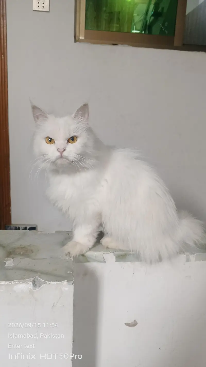 cat for sale — photo 2