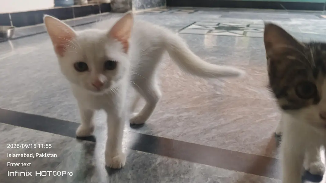 cat for sale — photo 3