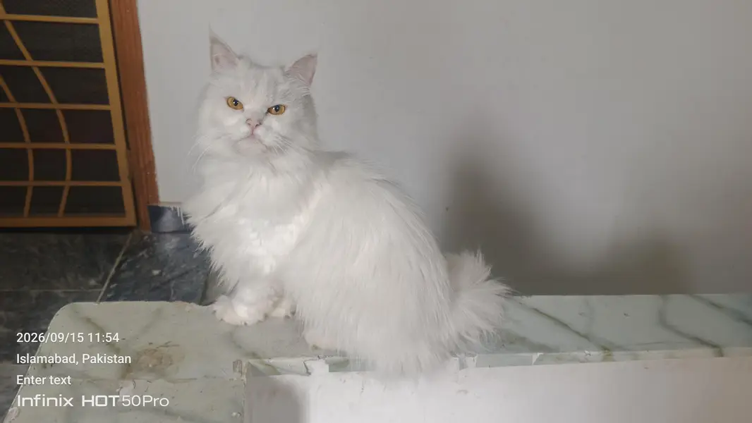 cat for sale — photo 4