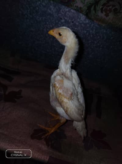 premium shamo chicks
