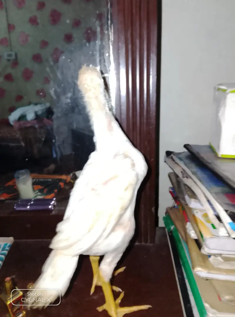 premium shamo chicks — photo 2