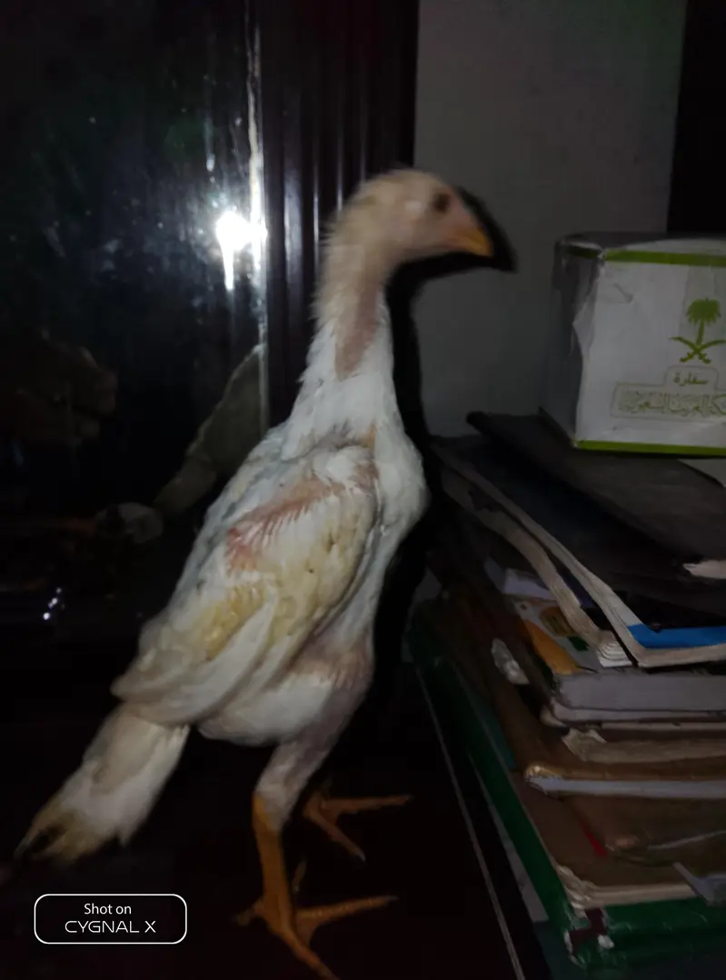 premium shamo chicks — photo 3