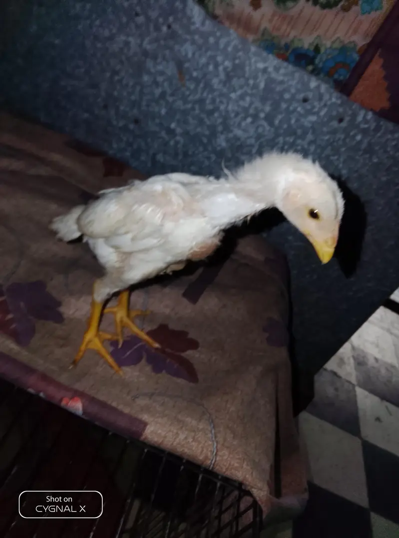 premium shamo chicks — photo 4