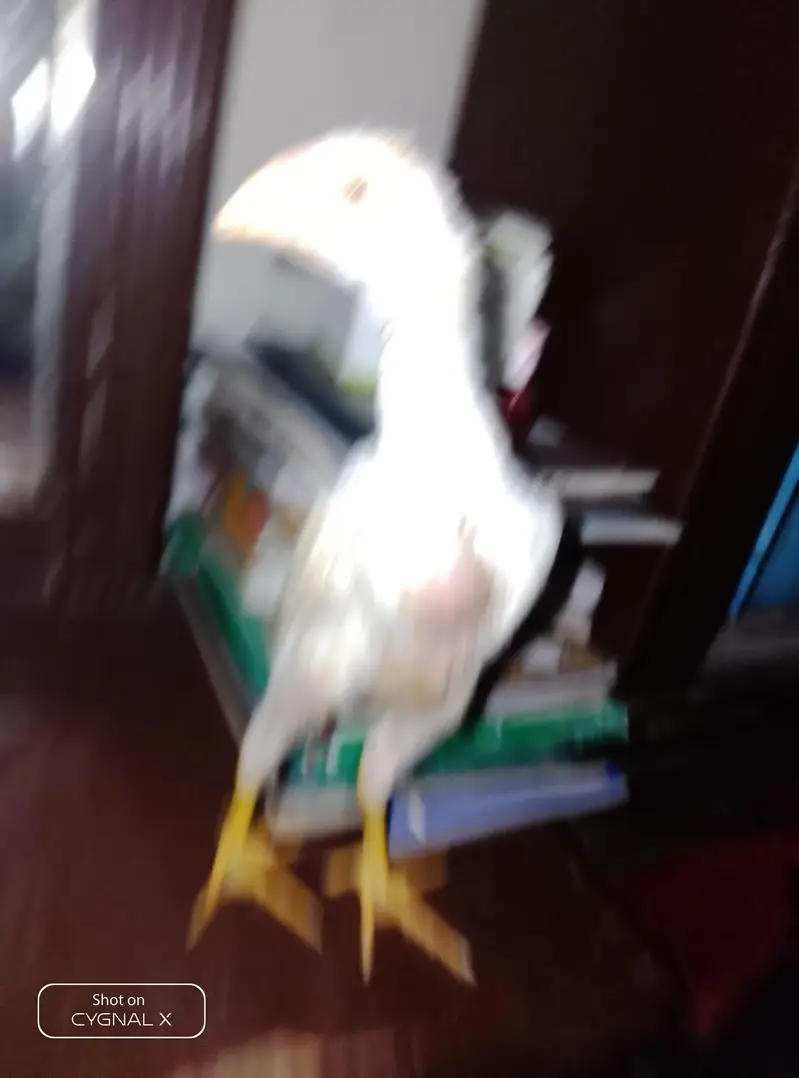 premium shamo chicks — photo 5