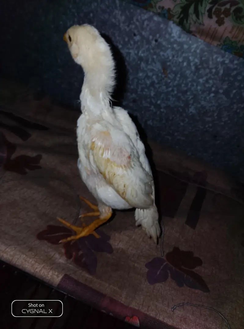 premium shamo chicks — photo 6