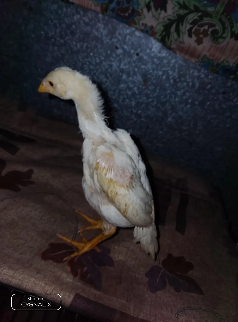 premium shamo chicks — photo 7
