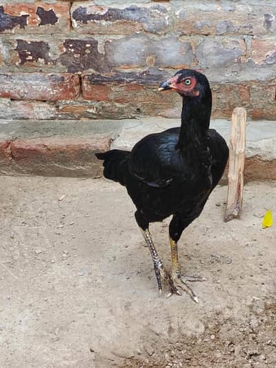 lasani high quality blood Aseel pathian