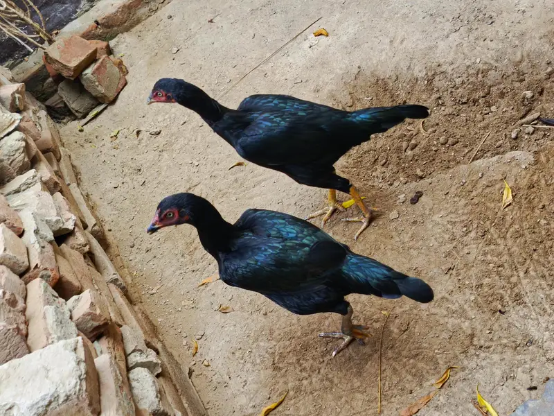 lasani high quality blood Aseel pathian — photo 2