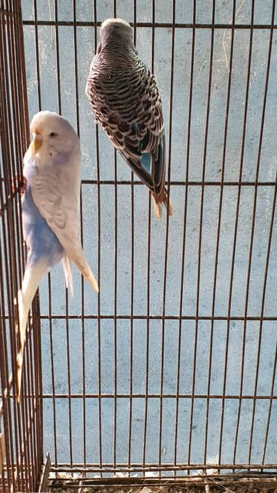 king size breeder pair