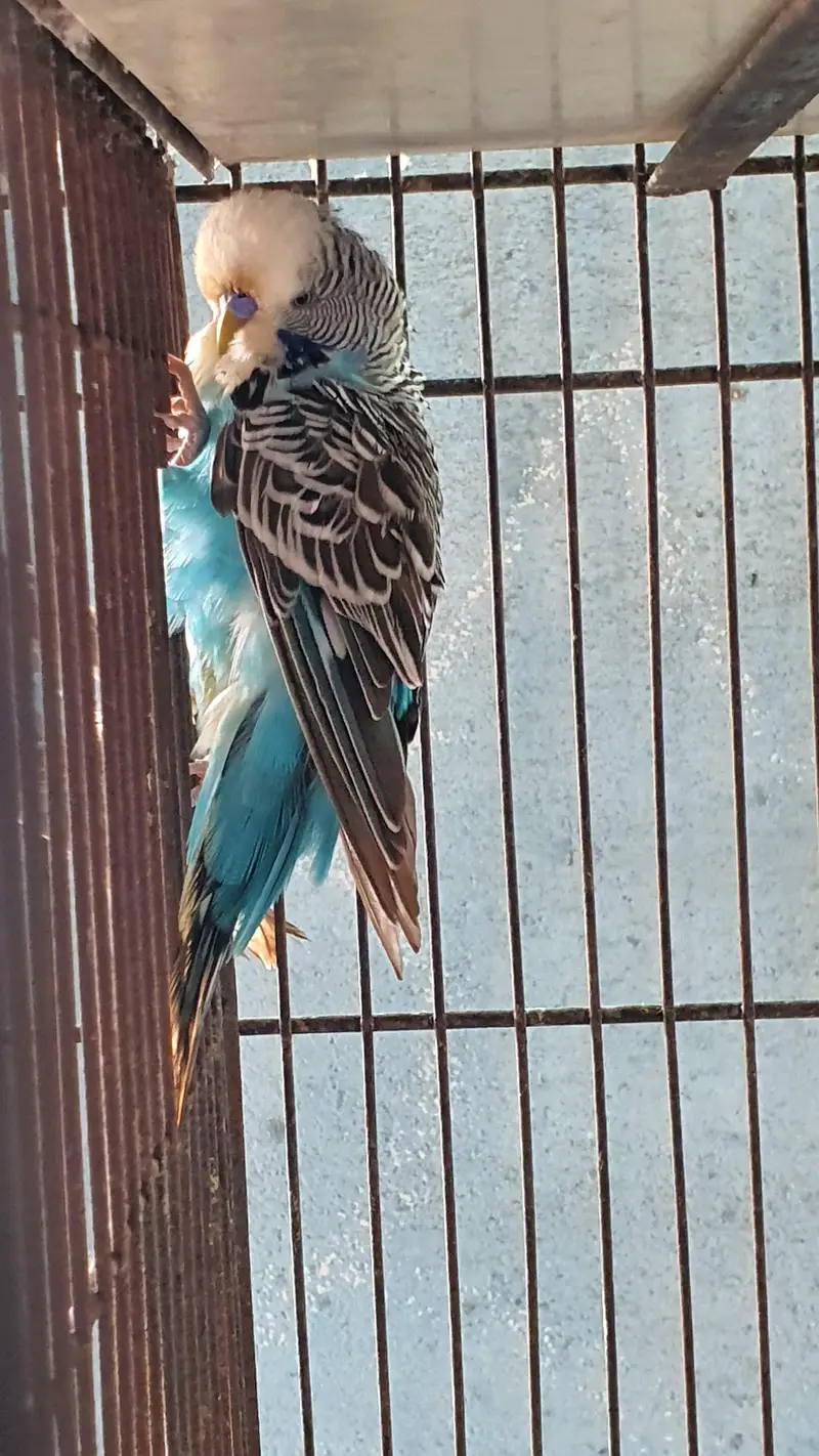 king size breeder pair — photo 2