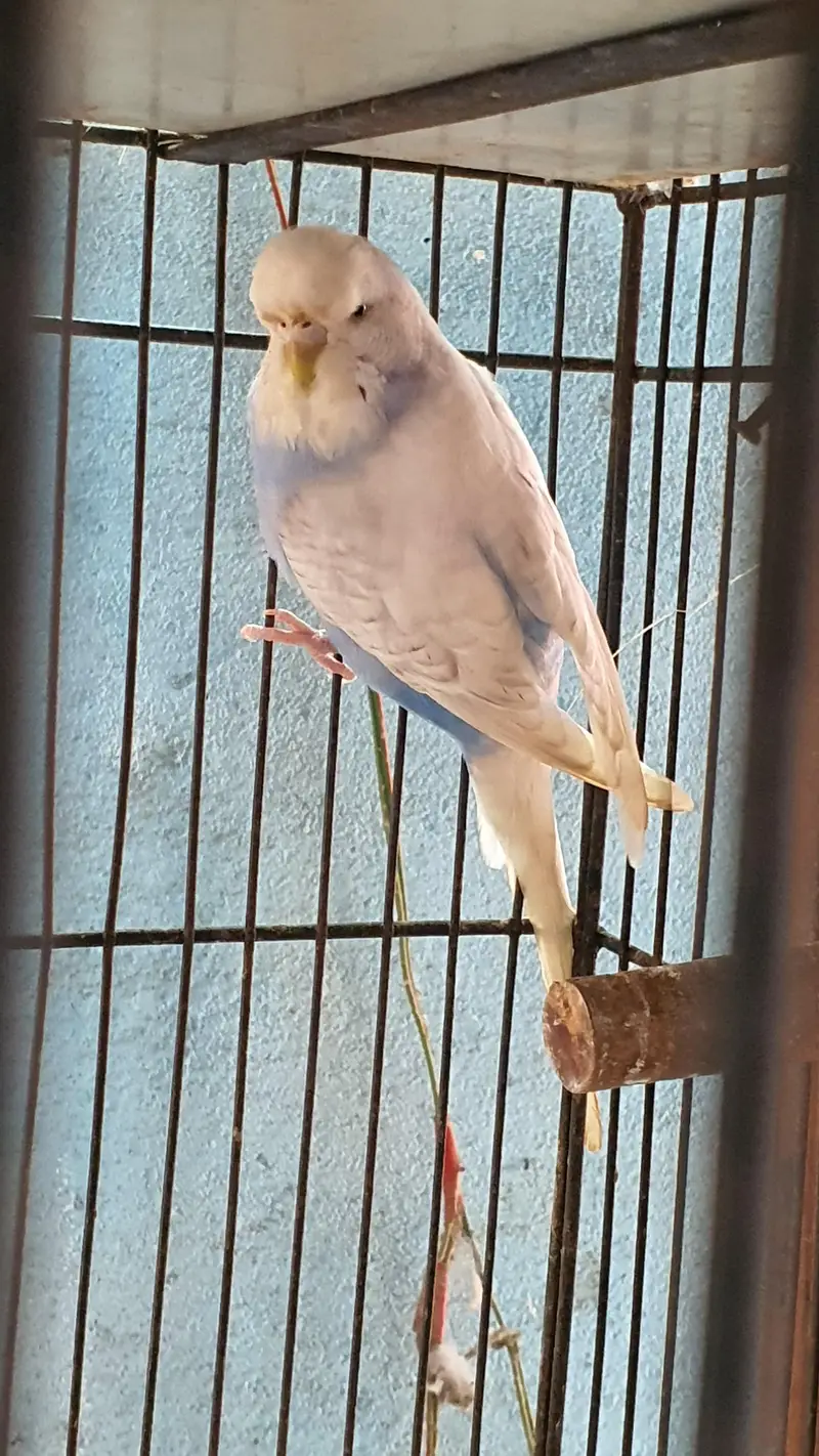 king size breeder pair — photo 3