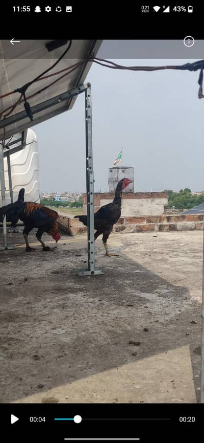 pure pokye madi super loker video available exch only male