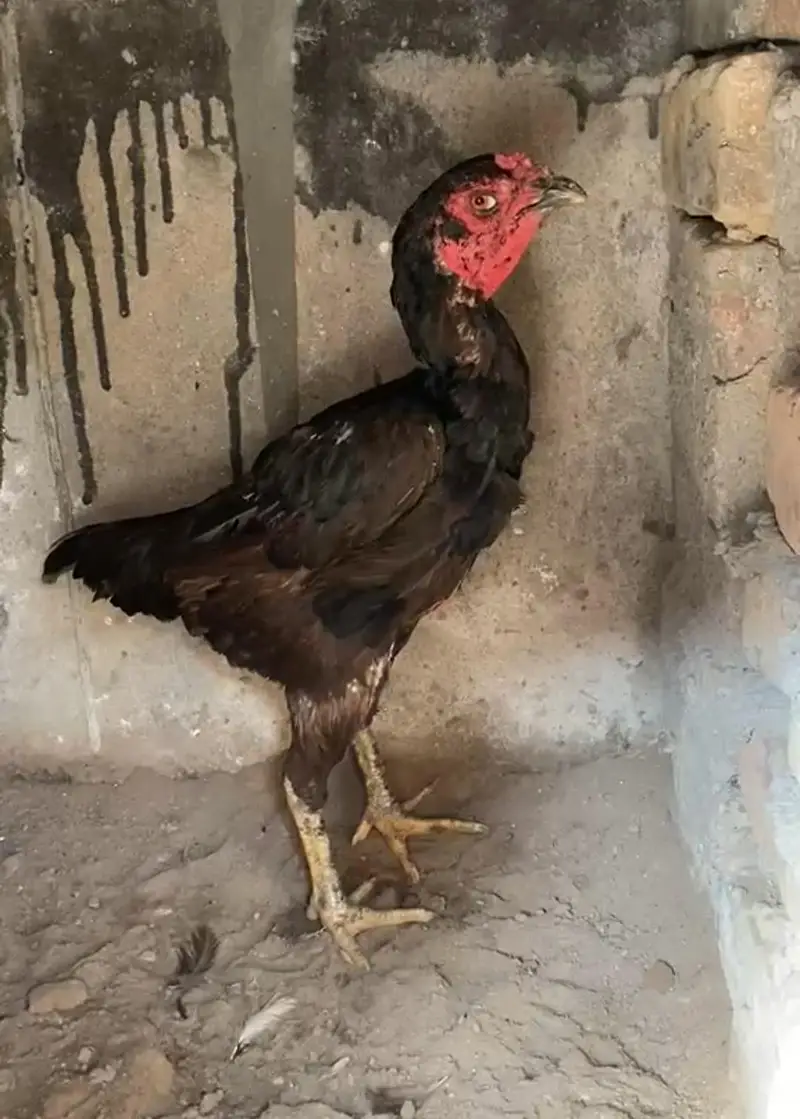 pure pokye madi super loker video available exch only male — photo 2