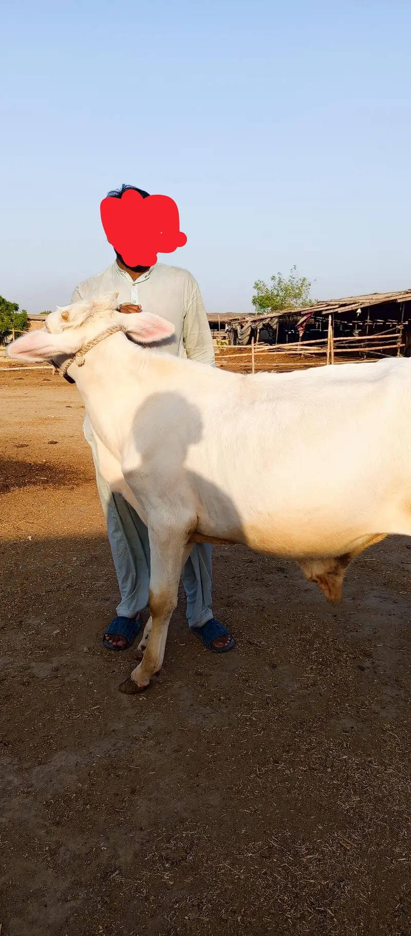 2 PURE GULABI NUKRA BACHRA JODI MUNASIB PAISO MAI — photo 3