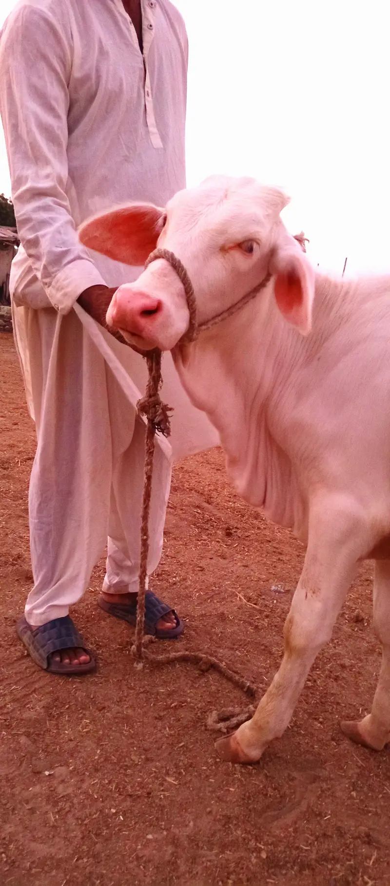 2 PURE GULABI NUKRA BACHRA JODI MUNASIB PAISO MAI — photo 6