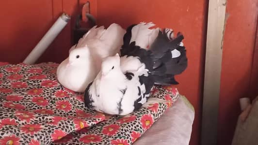 Lucky pigeons