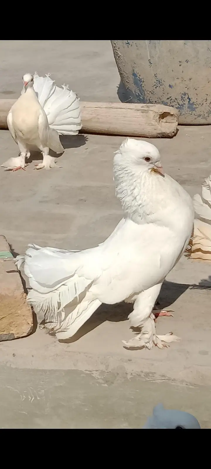 Lucky pigeons — photo 2