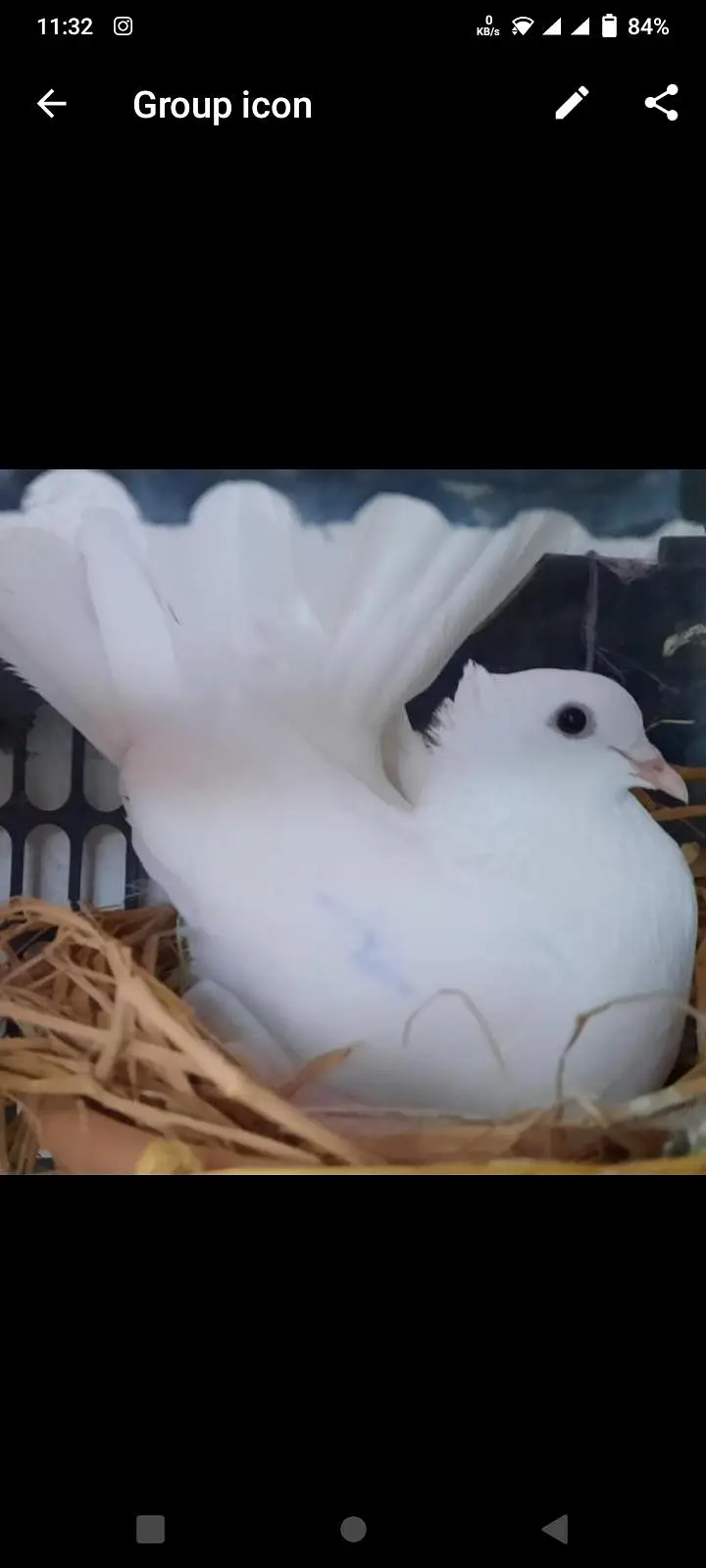Lucky pigeons — photo 3