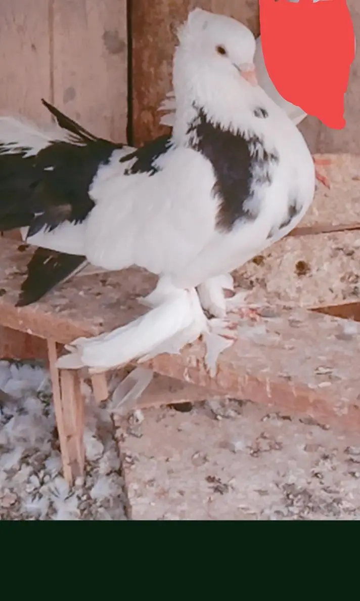 Lucky pigeons — photo 4