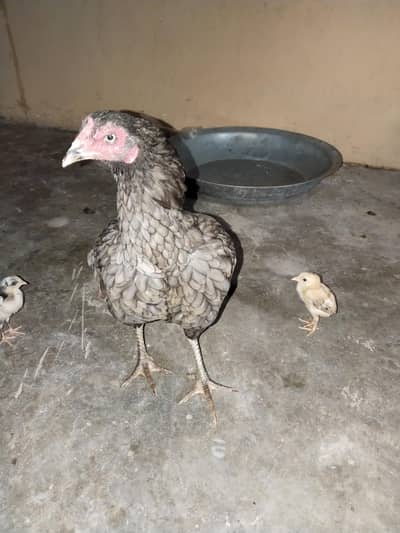 Aseel Murghi with 4 Chicks