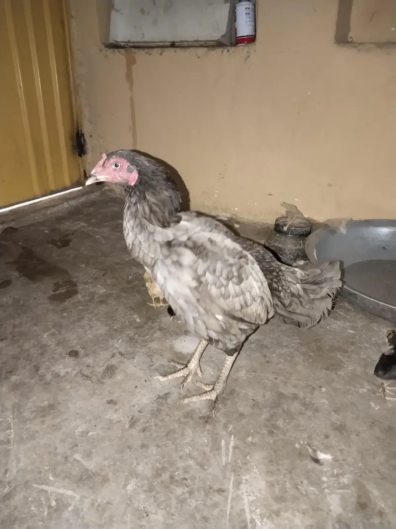 Aseel Murghi with 4 Chicks — photo 2