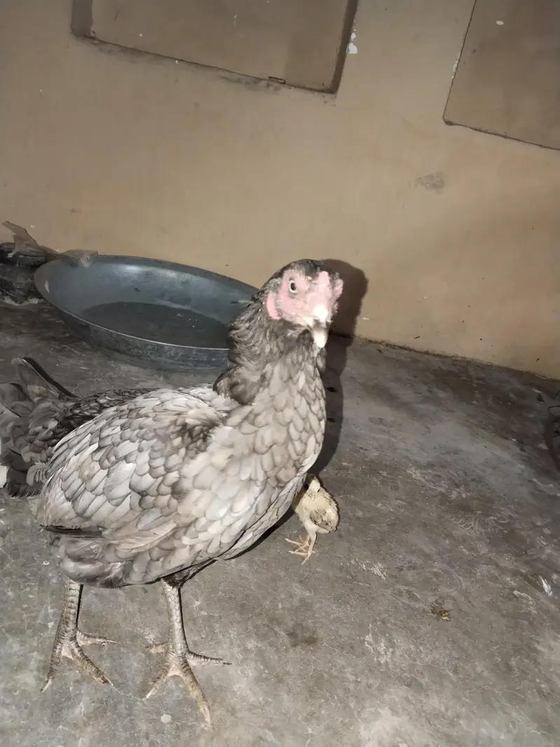 Aseel Murghi with 4 Chicks — photo 3