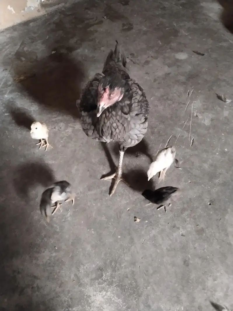 Aseel Murghi with 4 Chicks — photo 4