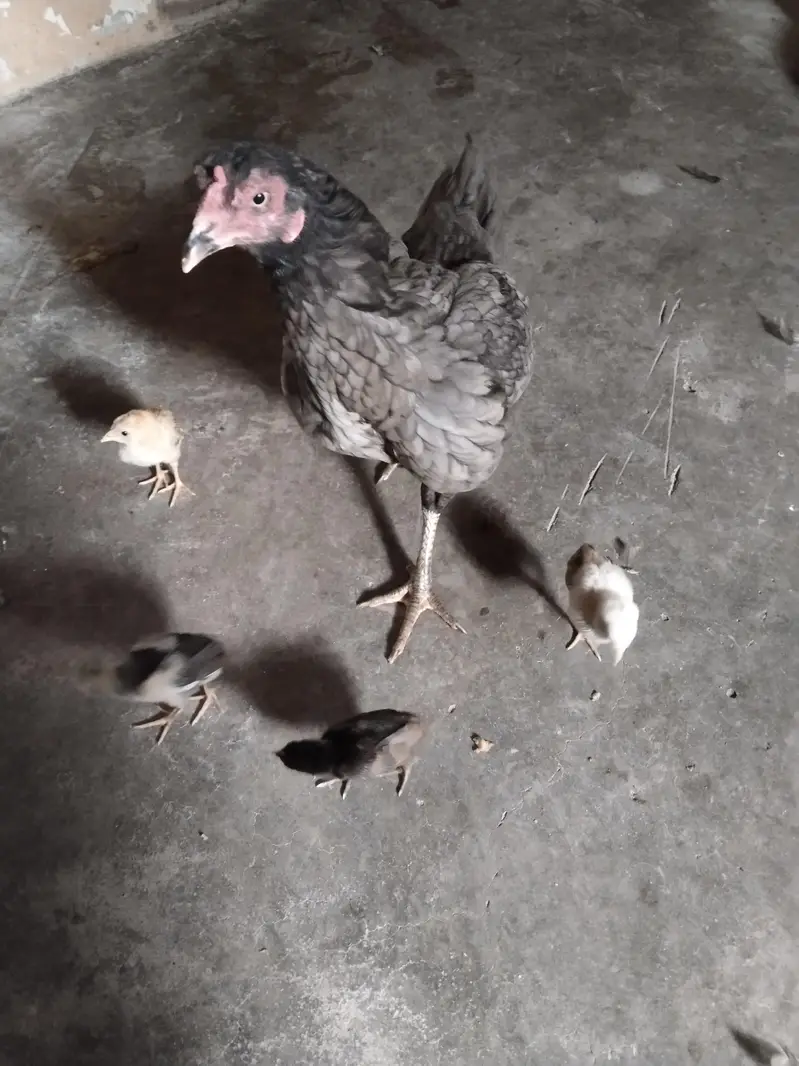 Aseel Murghi with 4 Chicks — photo 5