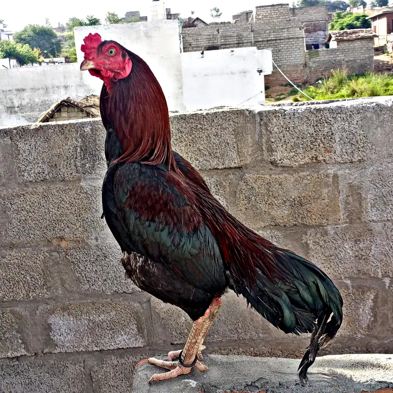 9   lakha aseels — photo 2