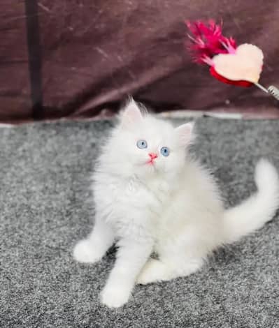Persian kitten for sale