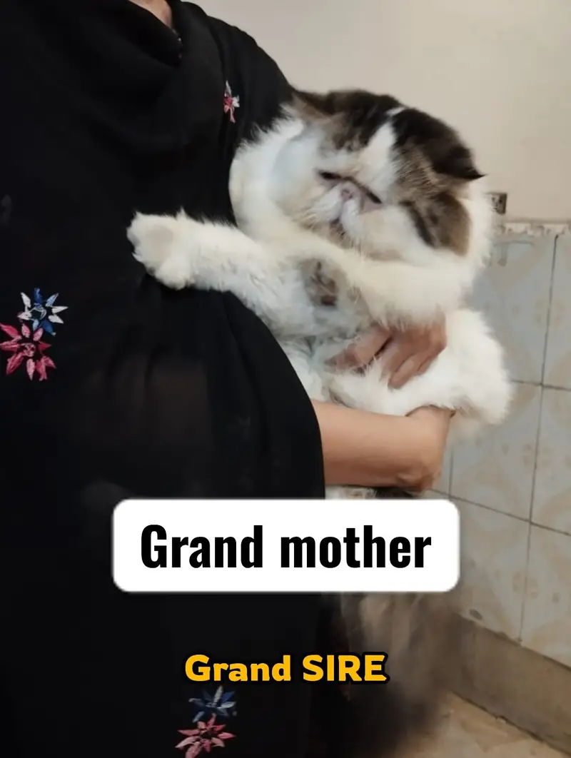 CFA persian cats | persian kittens | peki face | persian peki kittens — photo 2
