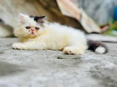 CFA persian cats | persian kittens | peki face | persian peki kittens