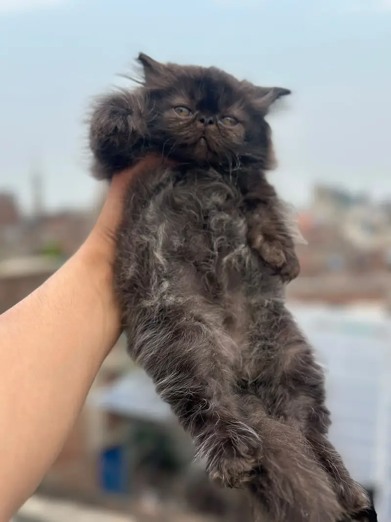 CFA persian cats | persian kittens | peki face | persian peki kittens — photo 5