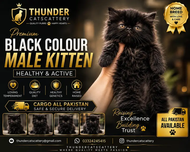 CFA persian cats | persian kittens | peki face | persian peki kittens — photo 6