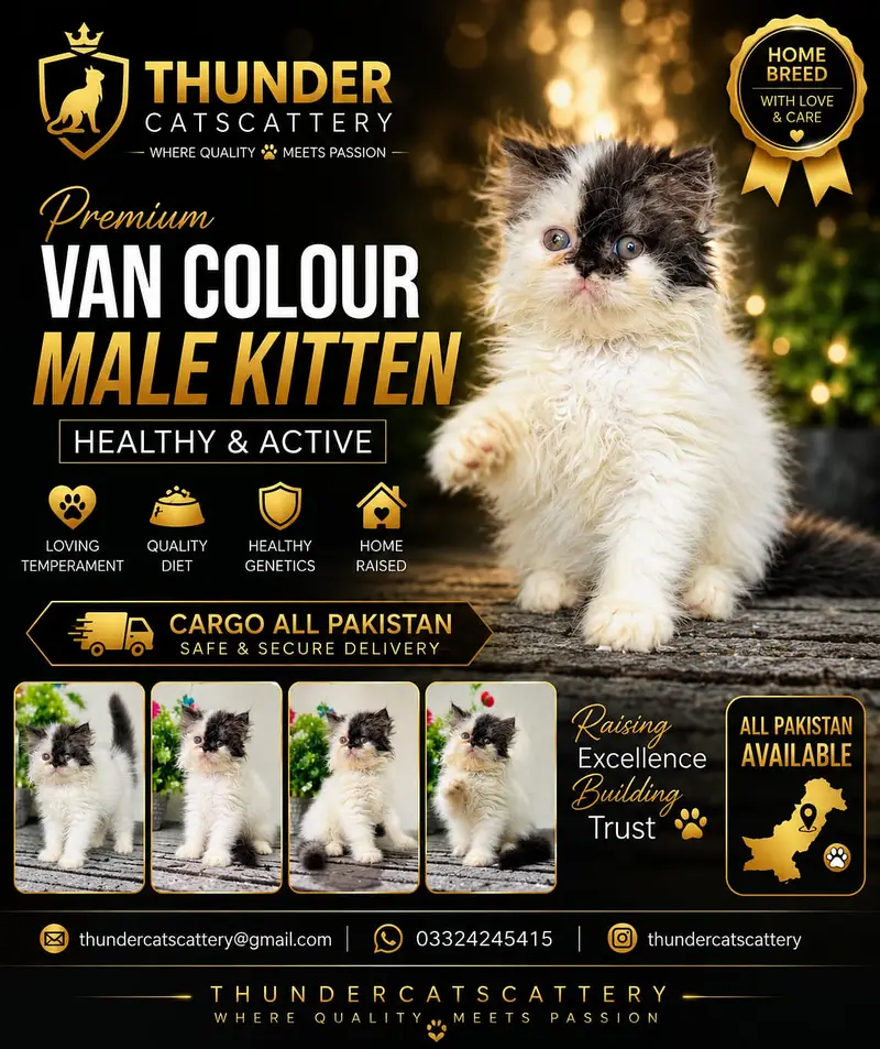 CFA persian cats | persian kittens | peki face | persian peki kittens — photo 7