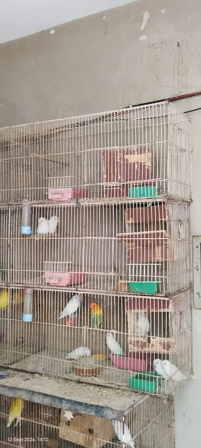 Lovebard & cage