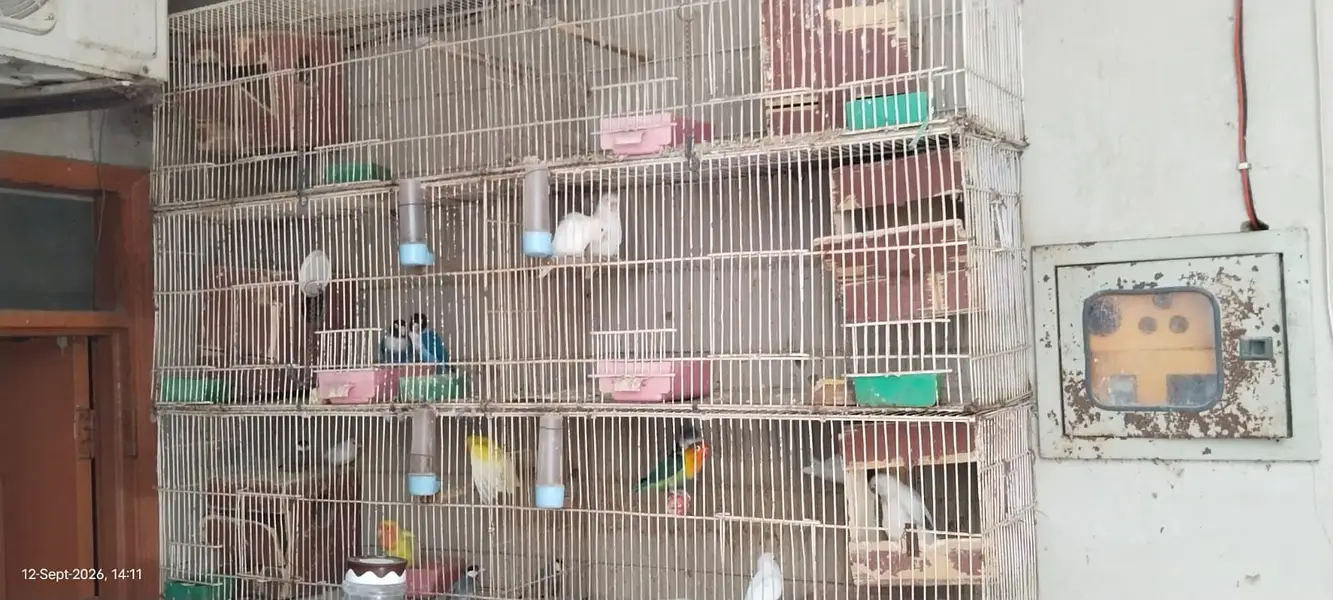 Lovebard & cage — photo 3