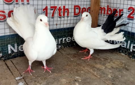 Pigeon Fantail young pair available 0308-5000940