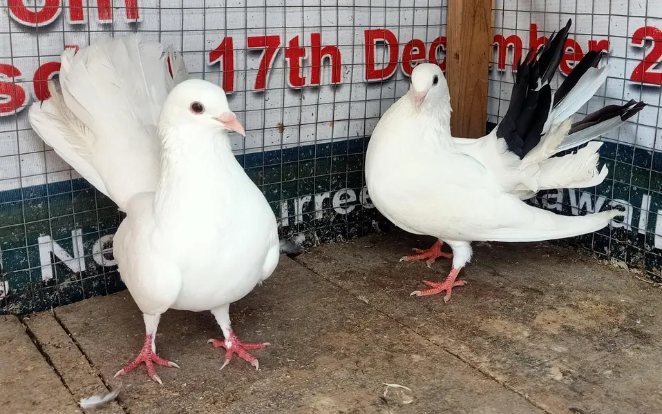 Pigeon Fantail young pair available 0308-5000940 — photo 2