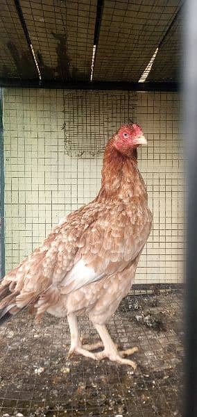 Aseel hen