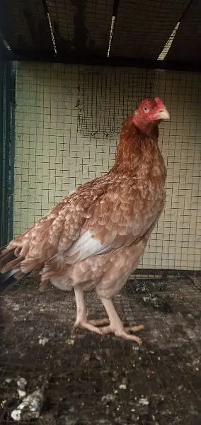 Aseel hen — photo 3