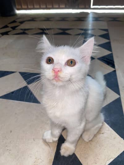 Persian cat