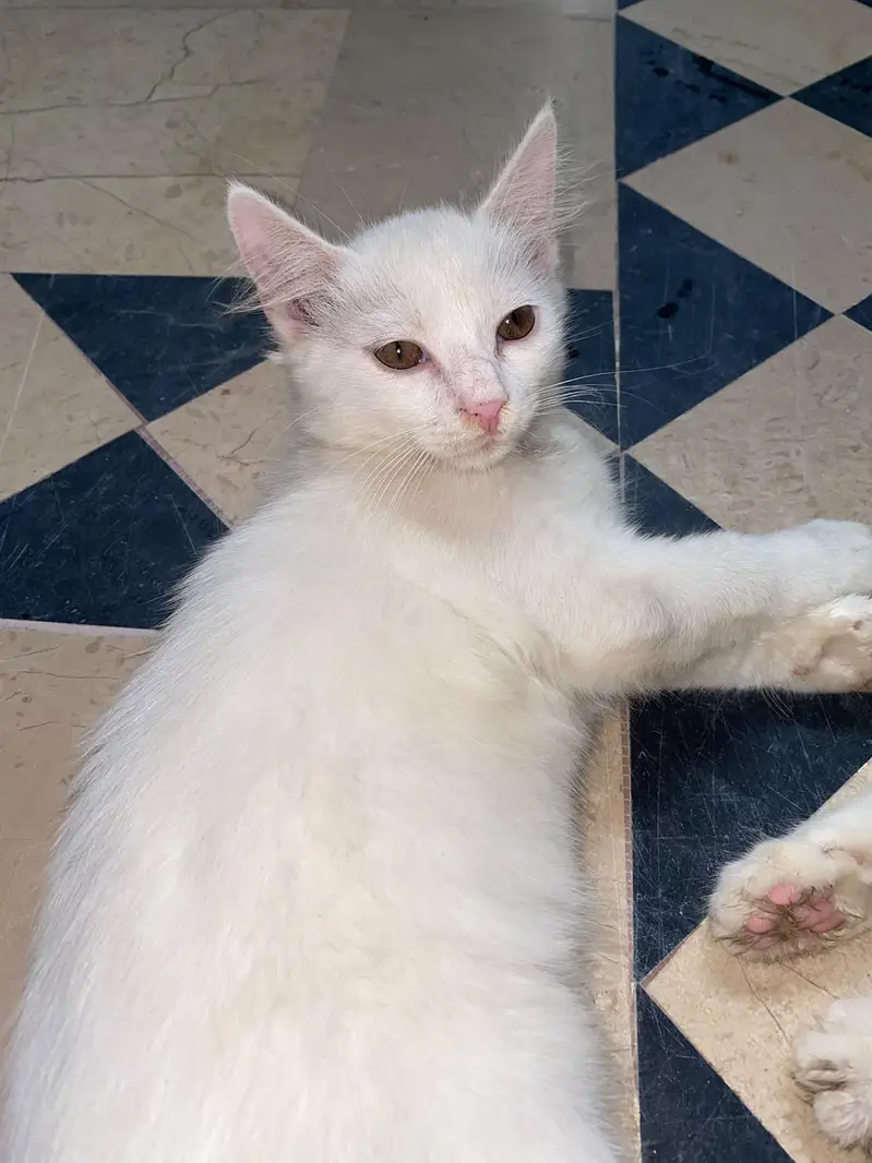 Persian cat — photo 2