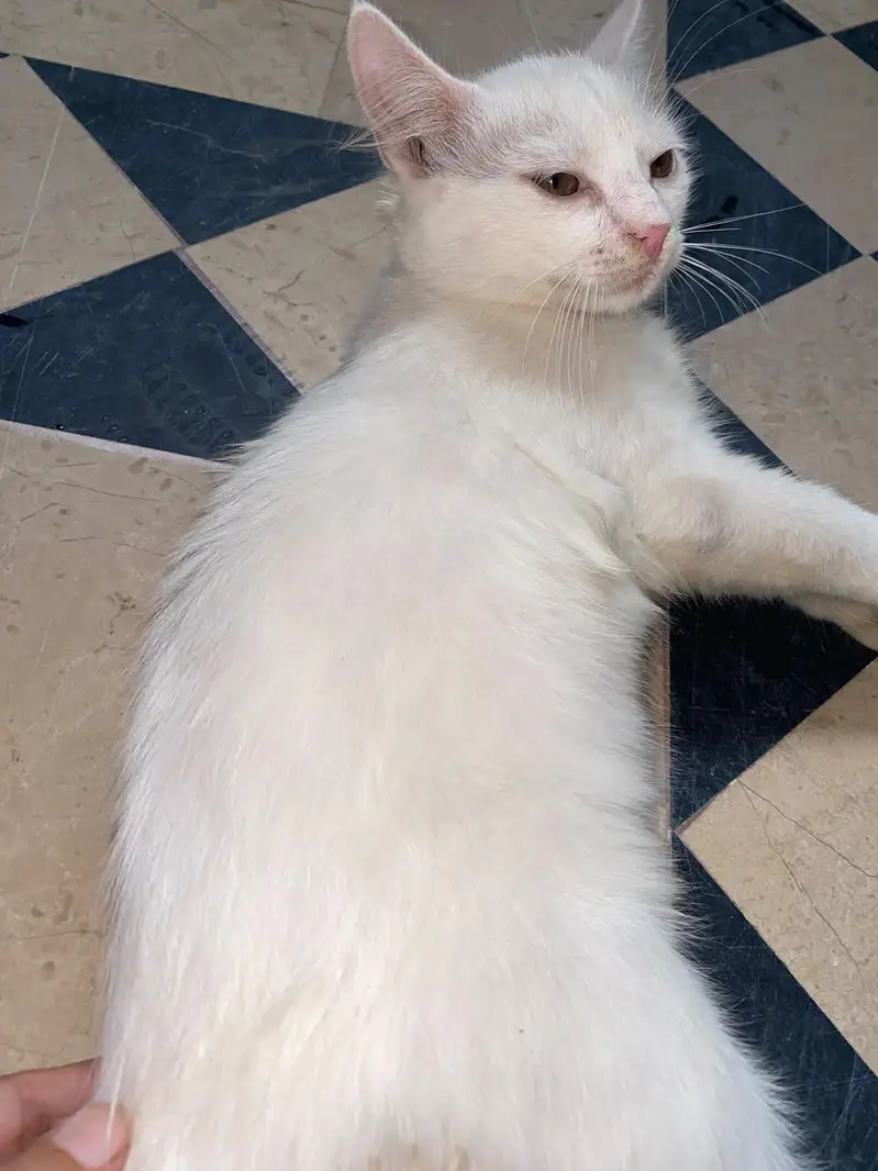 Persian cat — photo 3