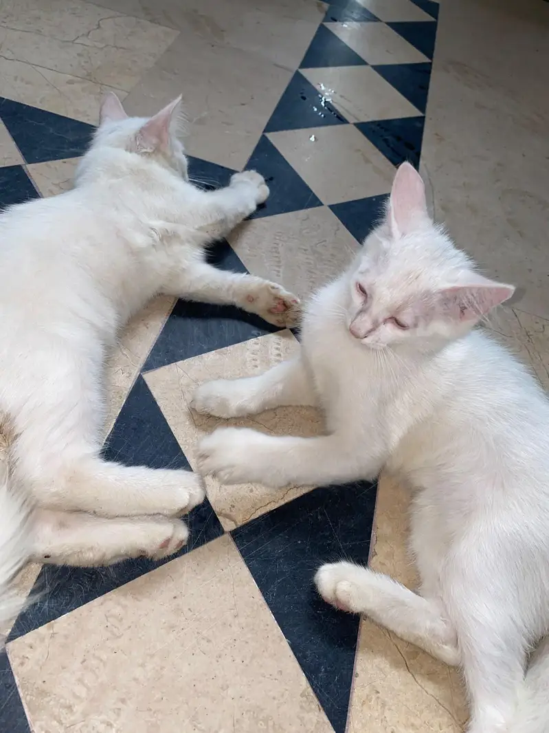 Persian cat — photo 4