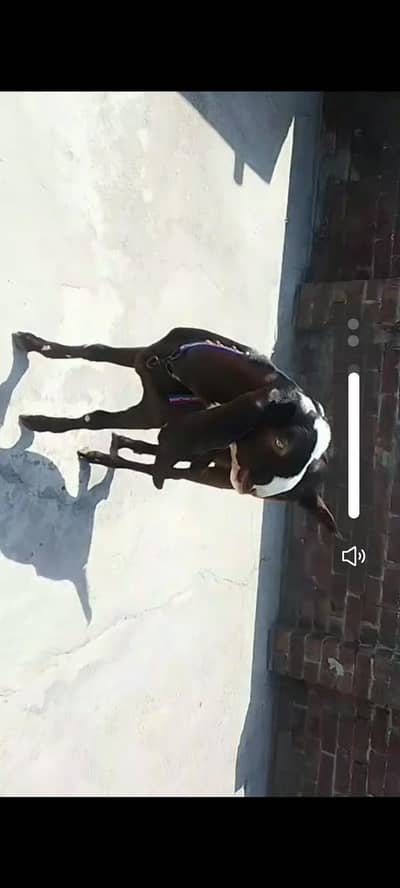 Goat Male Whatsapp 03244695410