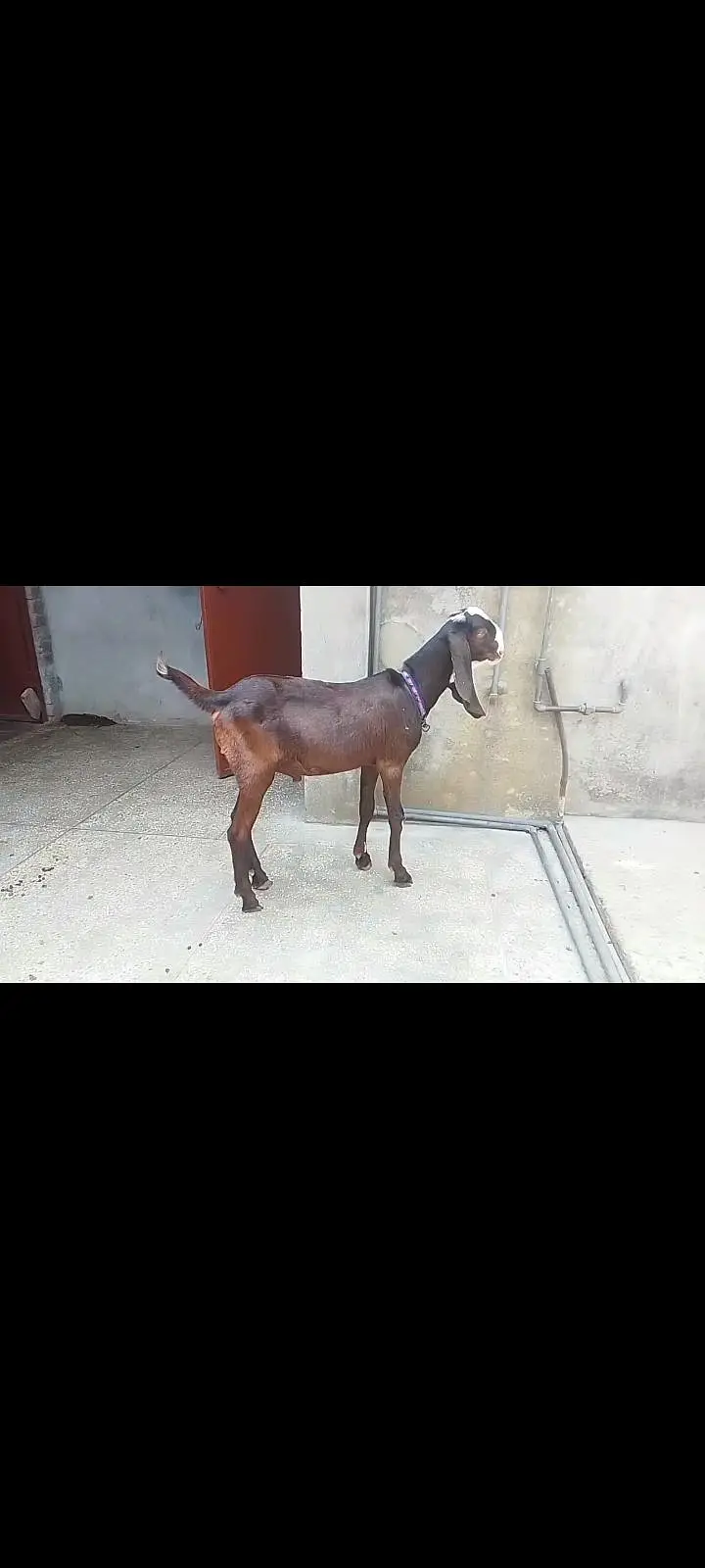 Goat Male Whatsapp 03244695410 — photo 2